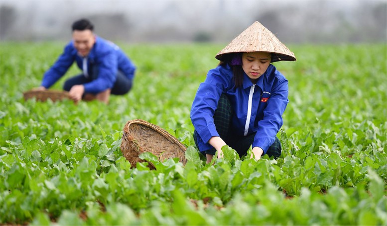 Cơ chế phát triển sản xuất liên kết theo chuỗi giá trị.