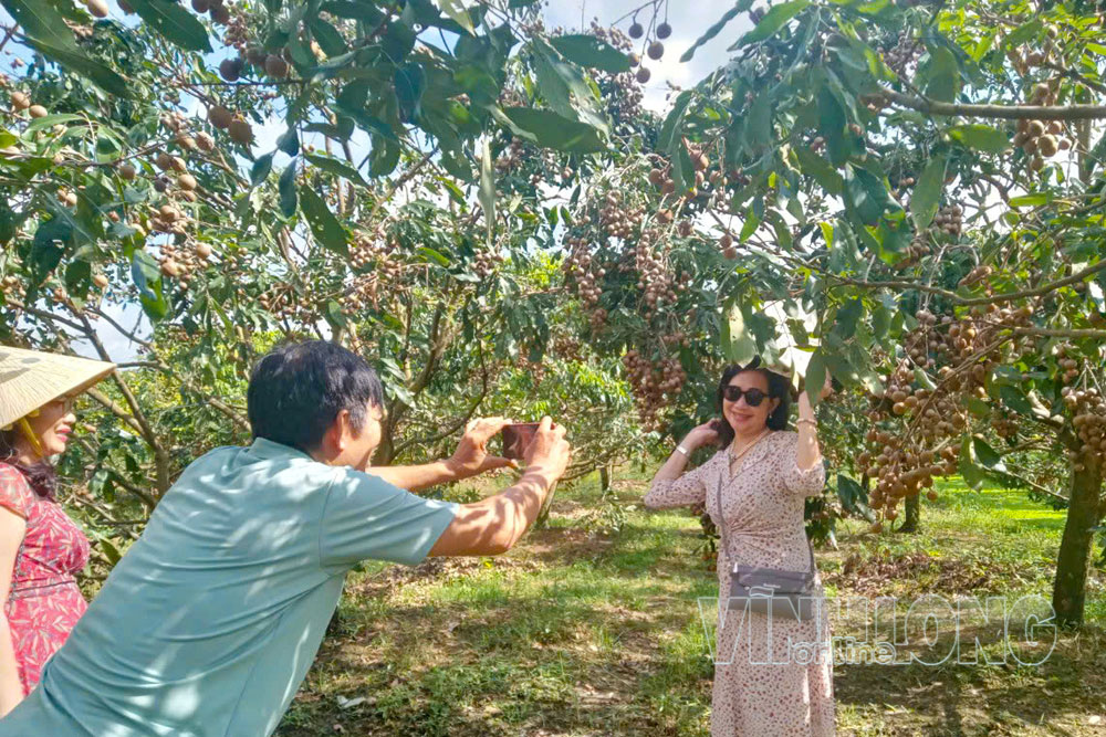 Vườn nhãn sinh thái Sáu Phương (xã Nhơn Phú) kết hợp với đón khách tham quan, trải nghiệm miệt vườn.