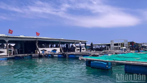 Các lồng bè nuôi cá trên đảo Phú Quý.