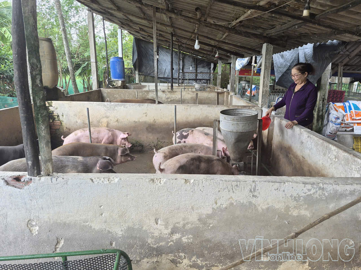 Bà Đặng Thị Khiết bày tỏ, giá heo hơi xuống thấp nên việc chăn nuôi đang chịu nhiều áp lực.