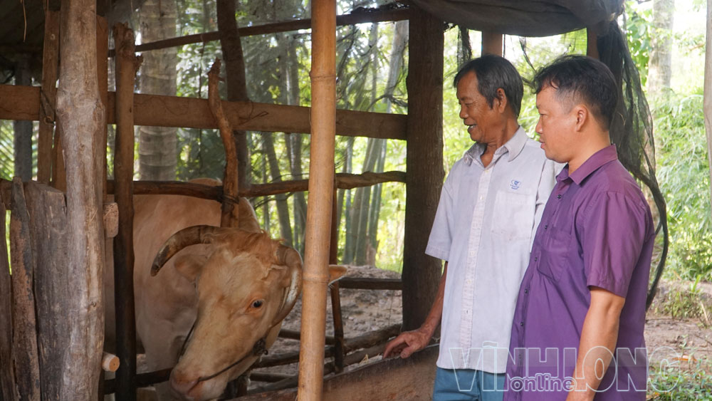 Từ nguồn vốn vay tín dụng chính sách, gia đình ông Thạch Thanh (xã Trà Côn) có điều kiện đầu tư phát triển chăn nuôi, nâng thu nhập.