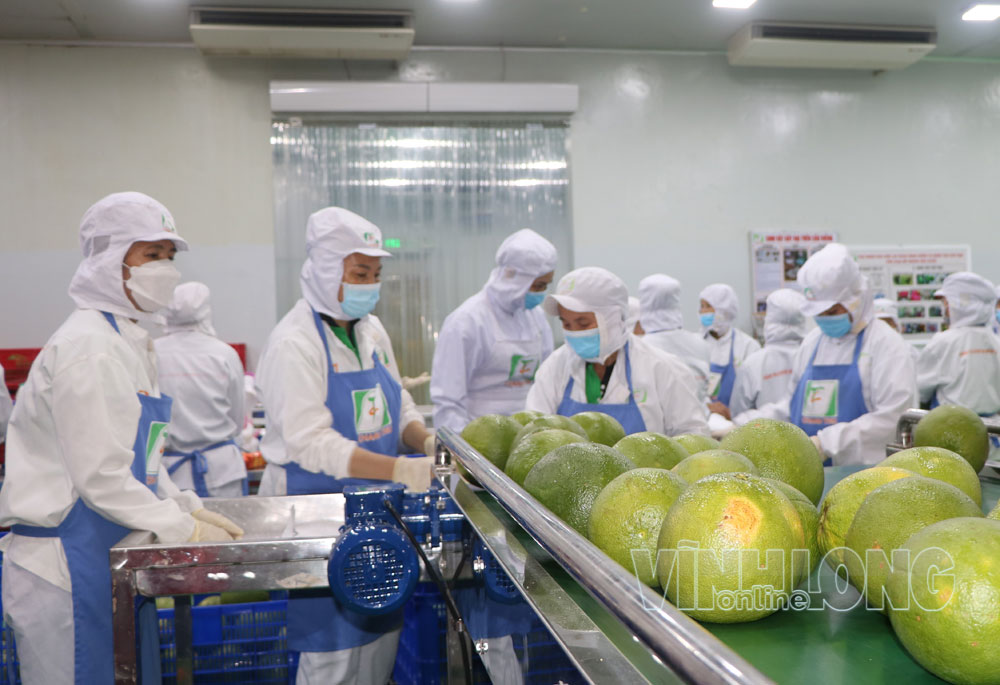 Sơ chế bưởi da xanh xuất khẩu.