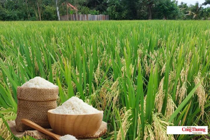 Giá lúa gạo hôm nay ngày 26/10/2026: Lúa tươi đồng loạt tăng.