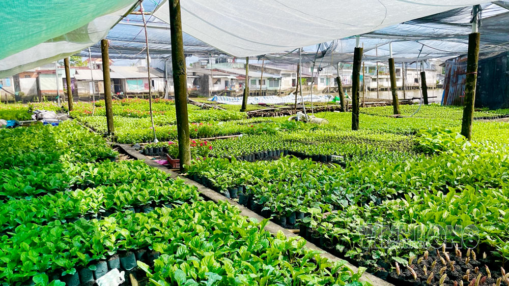 Xóm bầu cải phường Đông Thành tràn ngập sắc xanh.