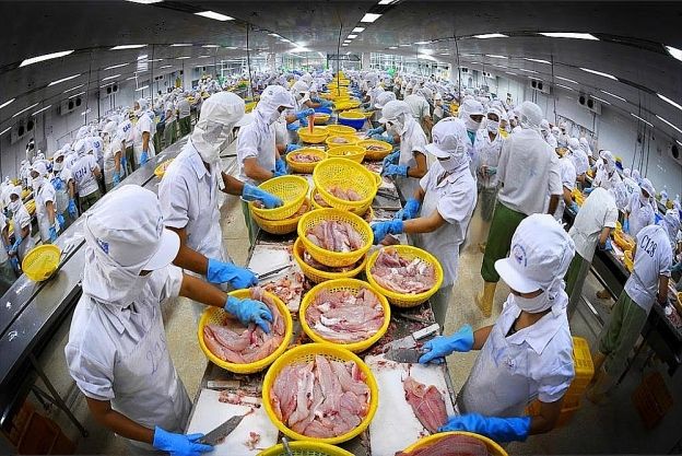 Xuất khẩu đạt gần 1 tỷ USD, doanh nghiệp cá tra đang rộng đường xuất khẩu