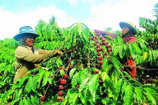 Cà phê Việt nhiều cơ hội xuất khẩu khi Trung Quốc tăng nhu cầu