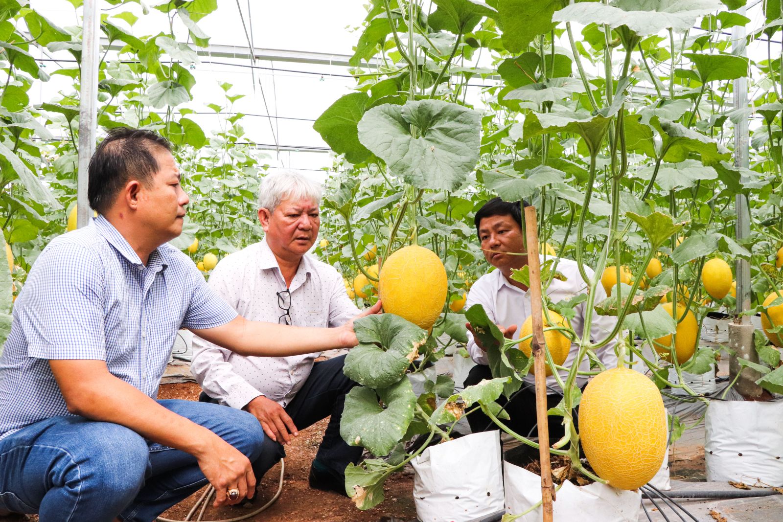 Anh Nguyễn Anh Tuấn (bên trái), Chi hội trưởng nghề nghiệp giới thiệu mô hình trồng dưa lưới ứng dụng  công nghệ cao với ông Thân Xuân Động (giữa), Phó Chủ tịch Hội Nông dân huyện Châu Đức.