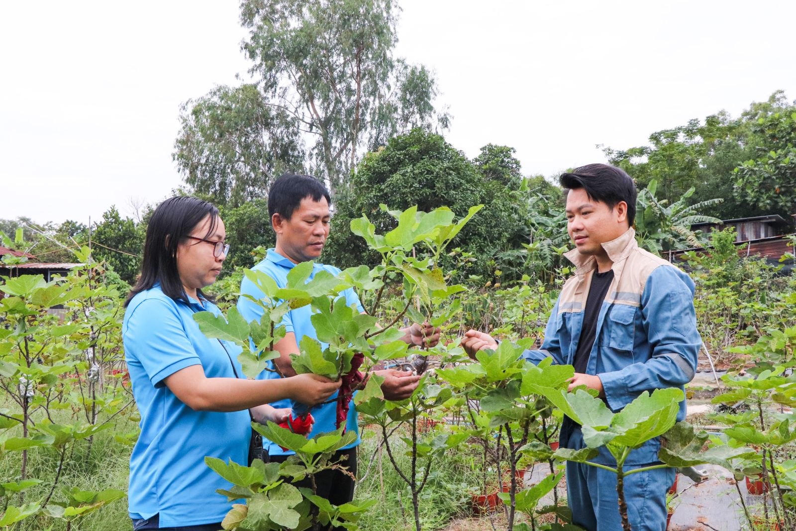 Anh Vũ Kim Long (bên phải), giới thiệu kỹ thuật chiết ghép cây sung Mỹ với cán bộ Hội Nông dân phường Kim Dinh.