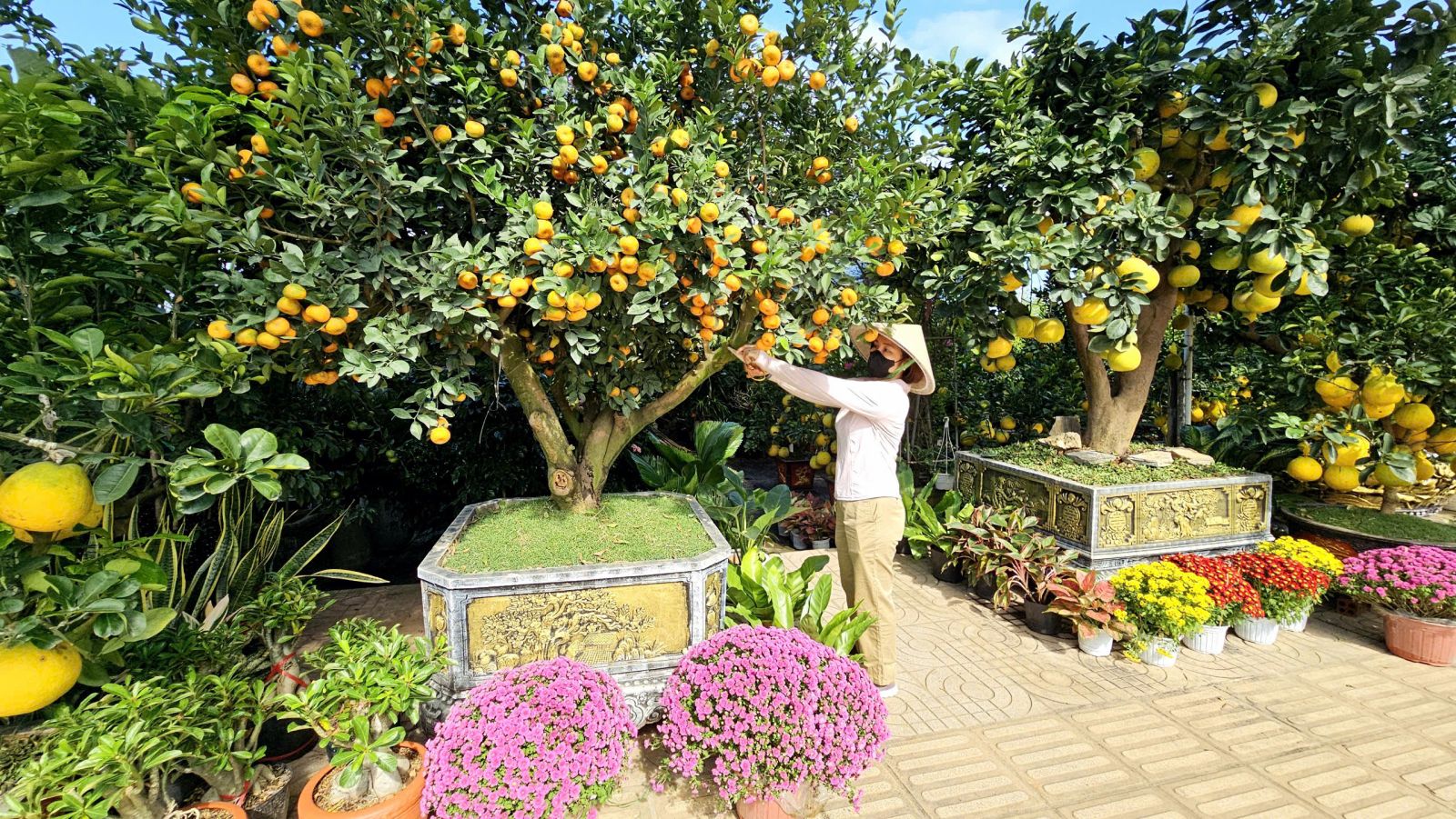 Cây quýt Thái có giá 25 triệu đồng tại nhà vườn Khánh Ly