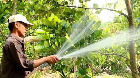 Nhiều nông dân đã chuyển từ vườn cây ăn trái kém hiệu quả sang trồng cây có giá trị kinh tế cao.