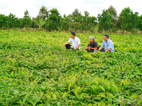 Cây khoai mỡ đang đem lại thu nhập khá cho nông hộ.