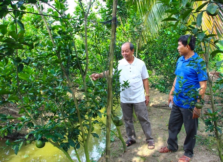 Vườn cam sành áp dụng IPHM phát triển tốt, tăng năng suất, chất lượng.