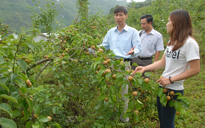 Phát triển cây ăn quả ôn đới